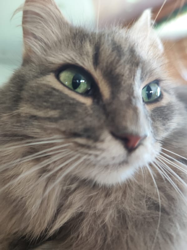 Car journey and cat photos documented in Chaikovsky, Russia