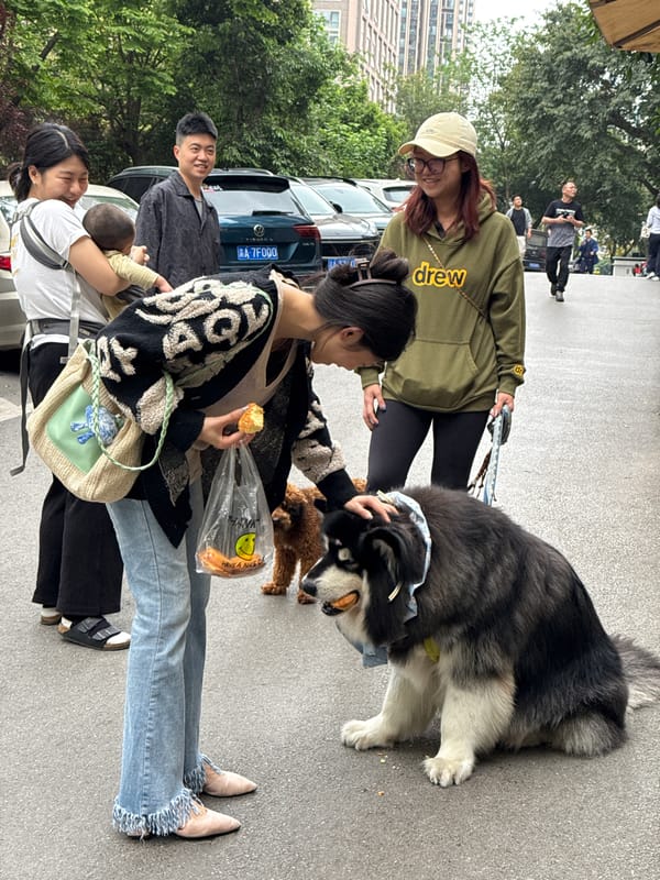 Large dog draws attention from pedestrians in Yuzhong District
