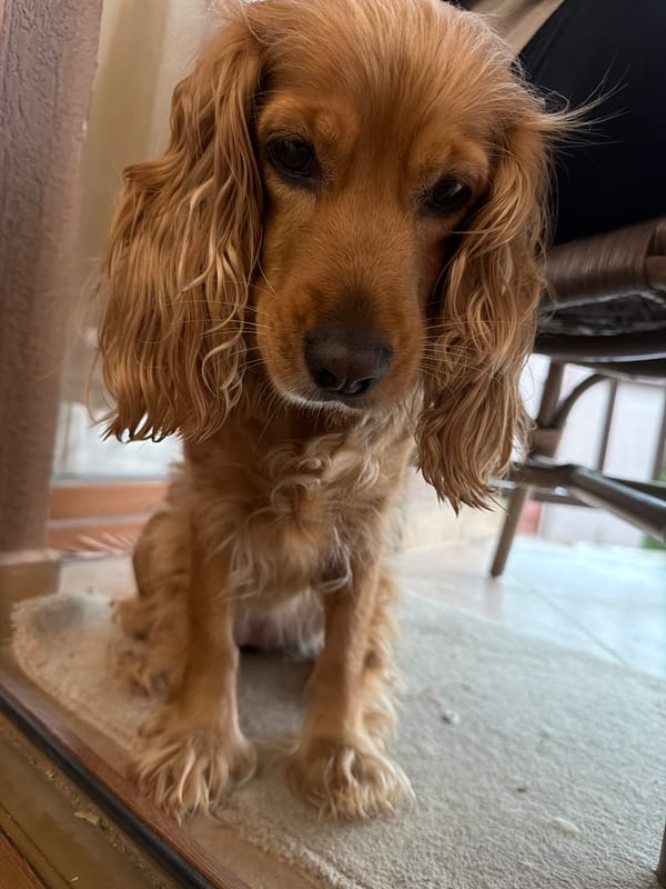 Cocker Spaniel photographed in intimate close-up portrait session