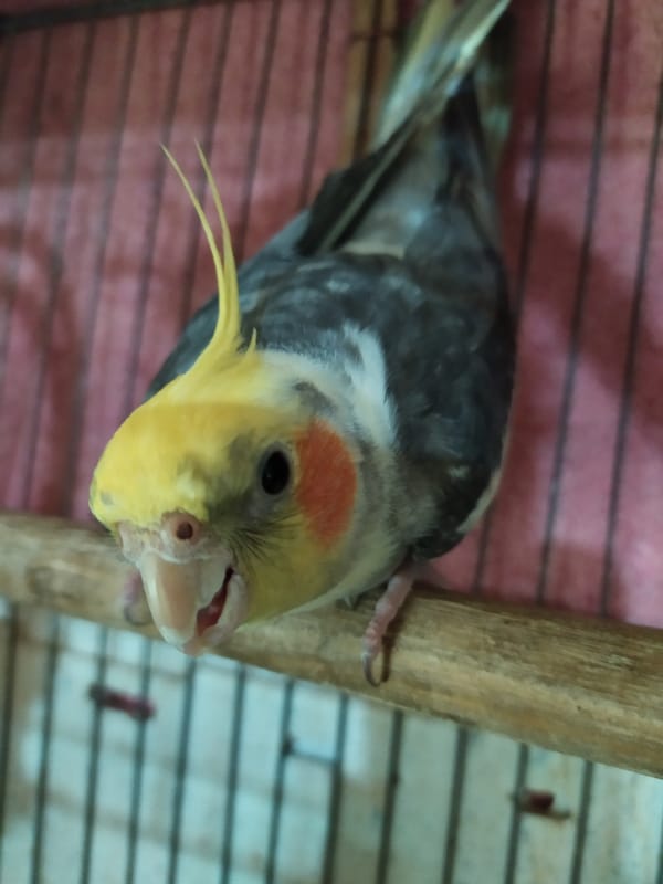 Cockatiel in a cage, Bilajari, Azerbaijan