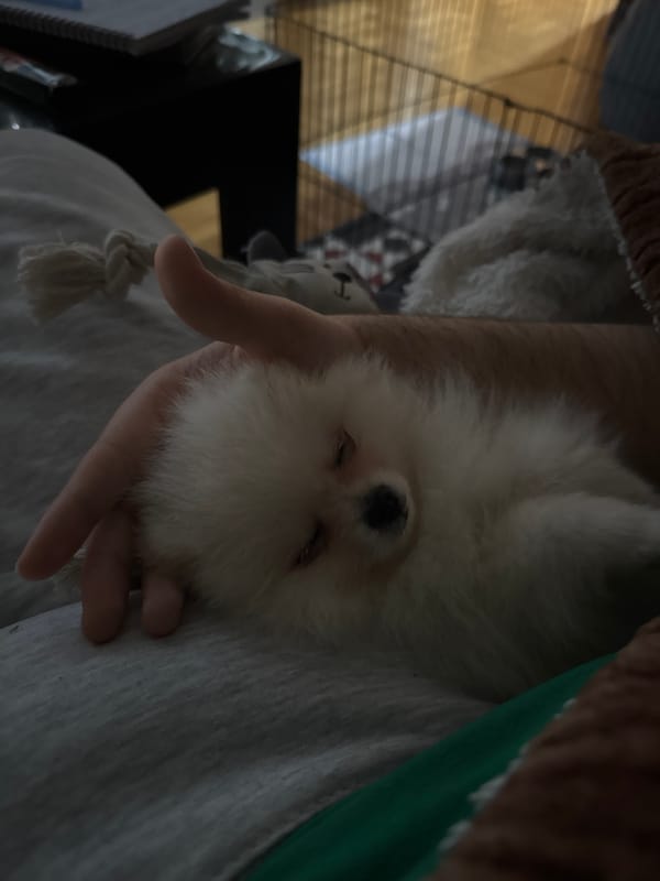 Tiny white dog sleeps peacefully in human hand, Sofia