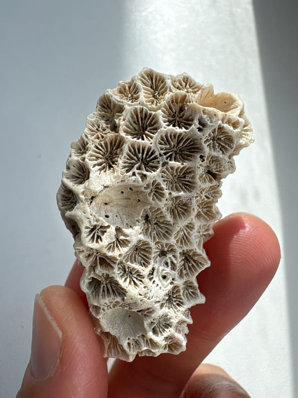 Fossilized coral specimen examined in Ulyanovsk, Russia