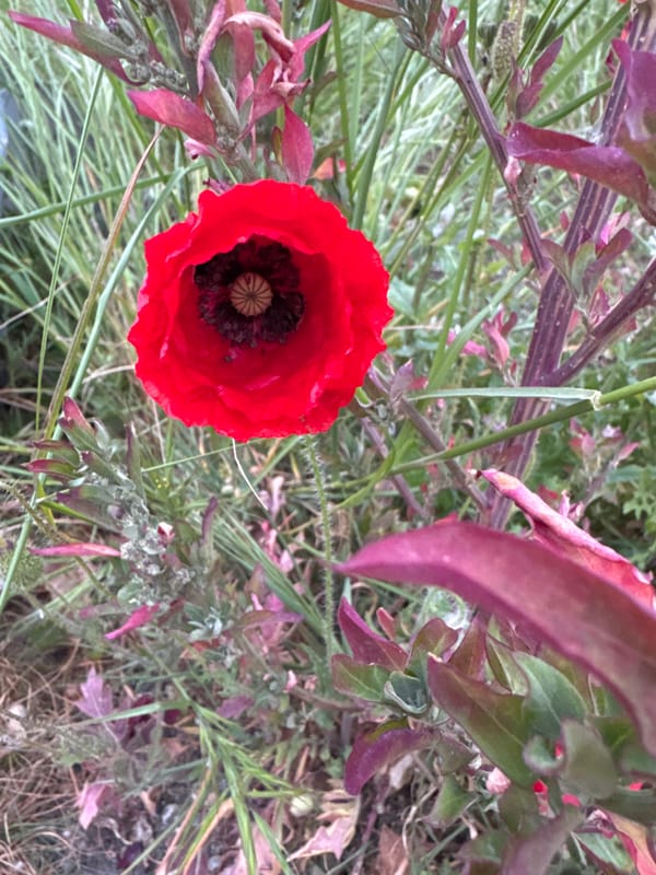 Red poppy blooms in Montenegro field