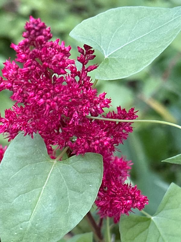 Close-up macro tour of a Podolsk garden in full summer bloom