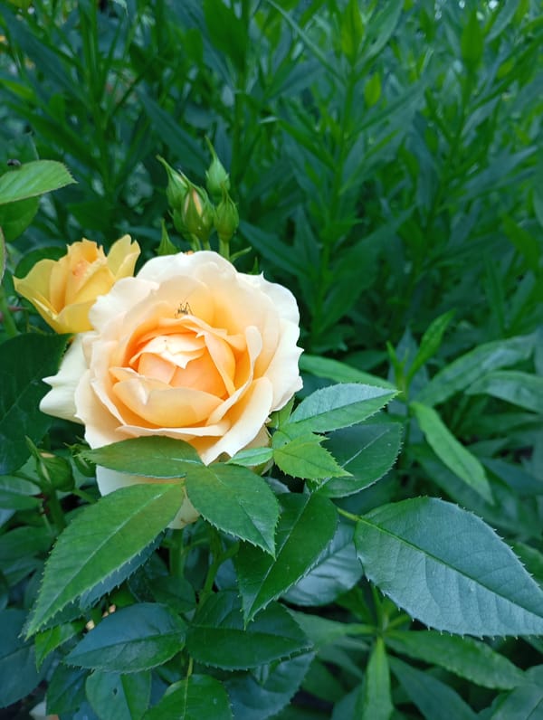 Kharkiv garden in full summer bloom, June 2026