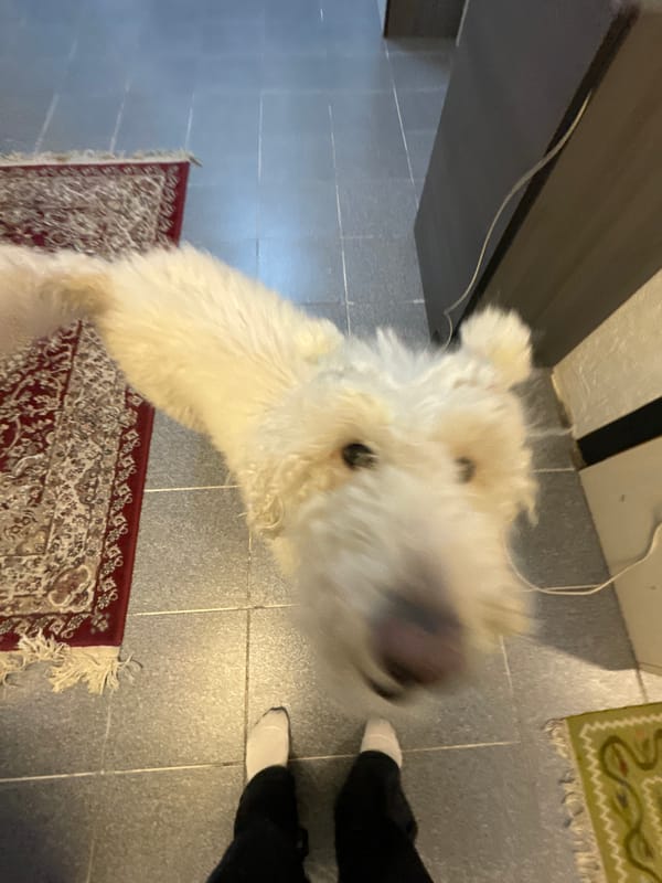 Poodle dog captured in home setting in Krasnoyarsk