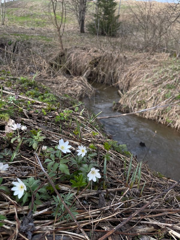Spring documentation captures rural Zhigalki flora and fauna