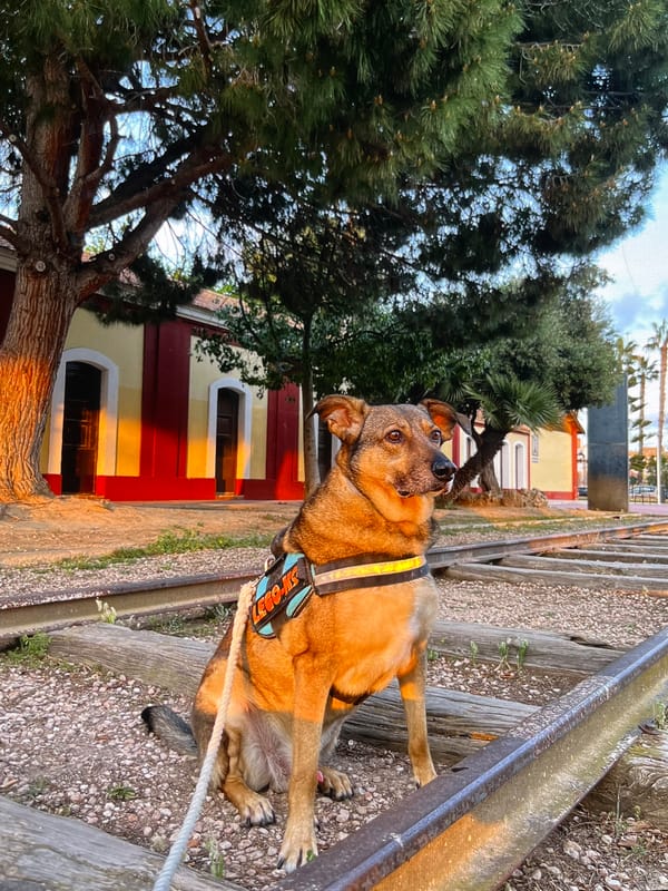 Lazy afternoon around Torrevieja — streets, parks, and pets