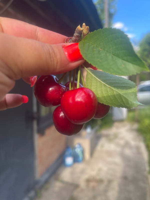 Cherry harvest and garden blooms in a Poltava backyard