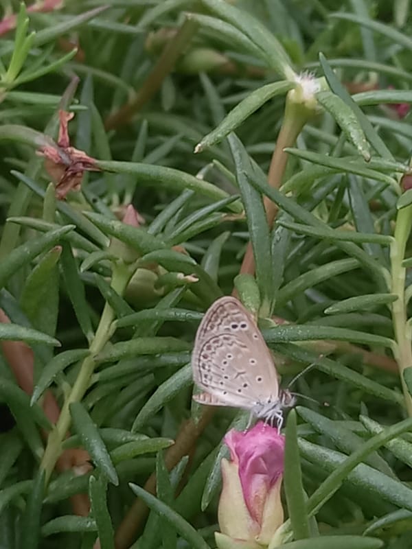 Morning wildlife spotted in Pukhrayan gardens and yards