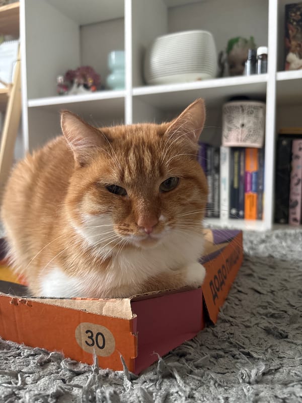Orange cat rests peacefully in Zheleznogorsk home