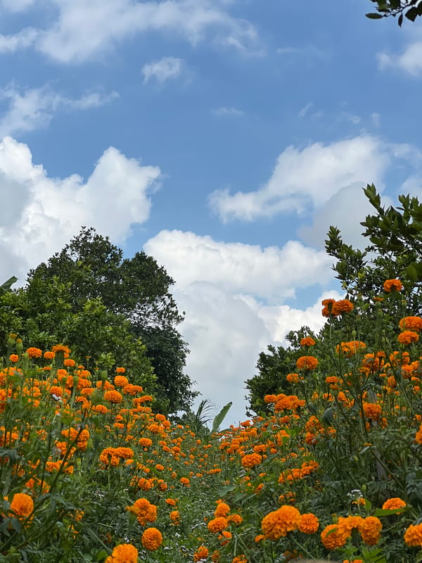Tourist documents marigold fields in rural Kintamani, Indonesia