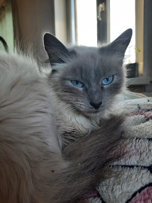 Pets and street scenes captured in Krasnogorskoye, Russia