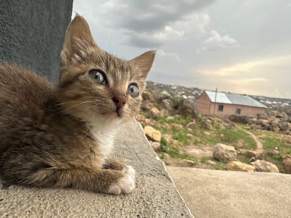 Kitten spotted resting on concrete ledge in Jos, Nigeria