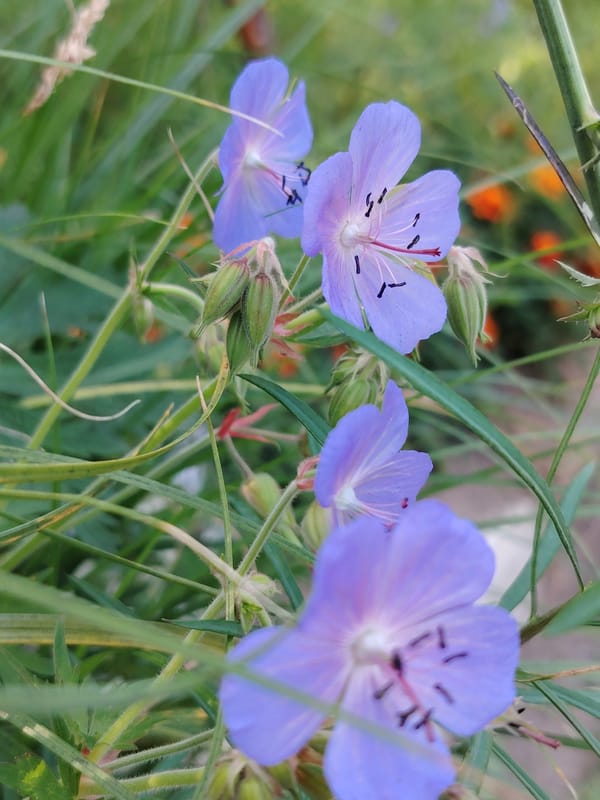 Balashikha garden in full summer bloom, macro style