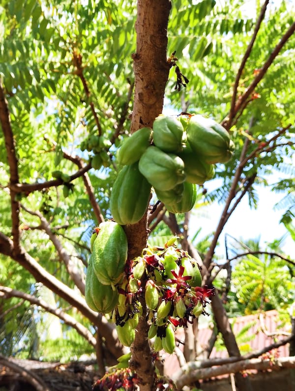 Unripe bilimbi fruits hanging on a branch against blue sky