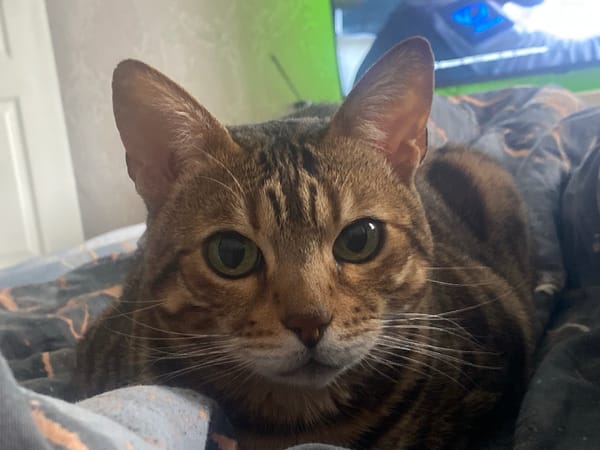 Bengal cat photographed indoors in Chaikovsky, Russia
