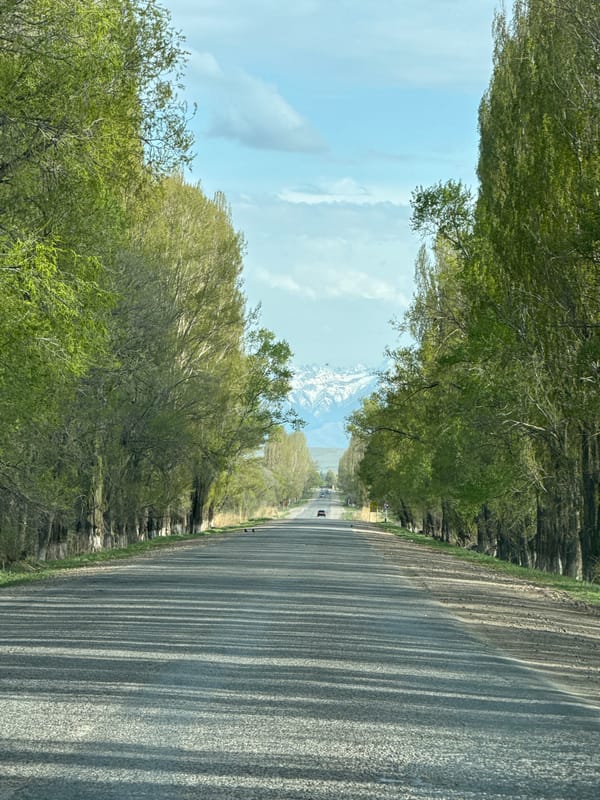 Tree-lined road captured in Tyup, Kyrgyzstan with mountain backdrop