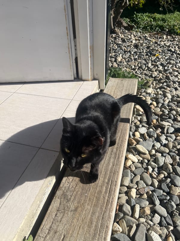 Quiet afternoon with pets documented in Ushuaia home