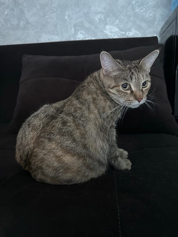 Alert tabby cat perched on a couch in Tashkent
