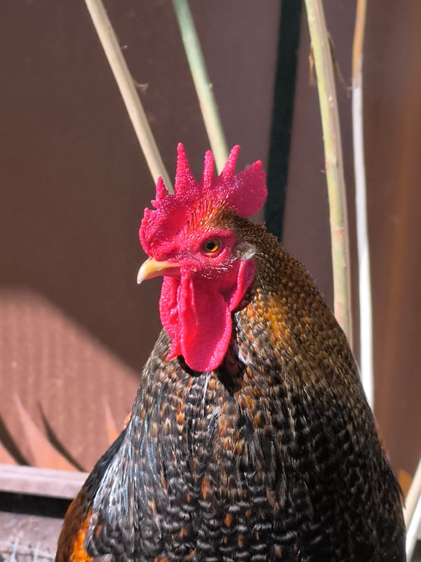 Rooster photographed in close-up in Alkmaar, Netherlands
