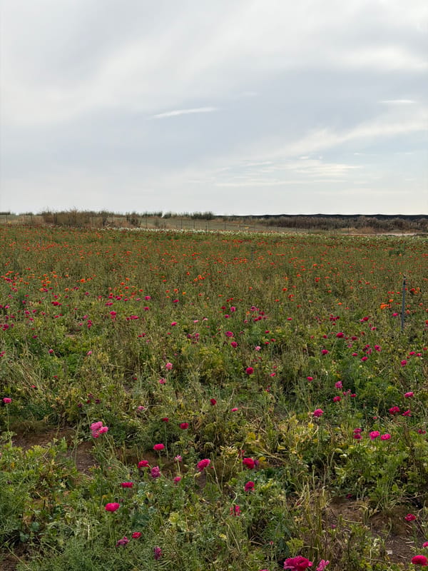 Women visit colorful ranunculus flower field in Israel
