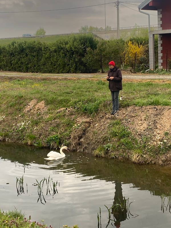 Man watches swan from waterway bank in Belgrade suburb