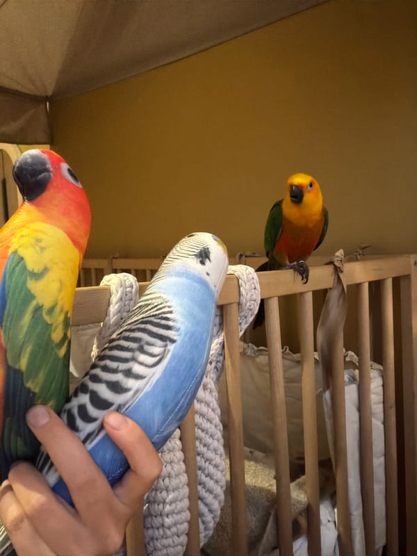Plush parrot and budgie toys in Khimki, held like real birds
