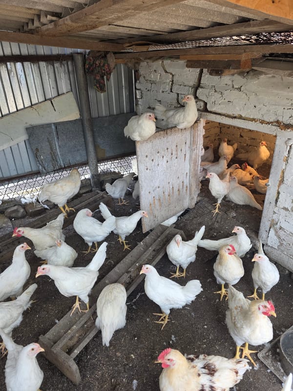 Backyard chickens, a resting cat, and garden details on a quiet morning