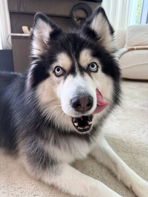 Blue-eyed husky plays fetch and lounges indoors in Dubai