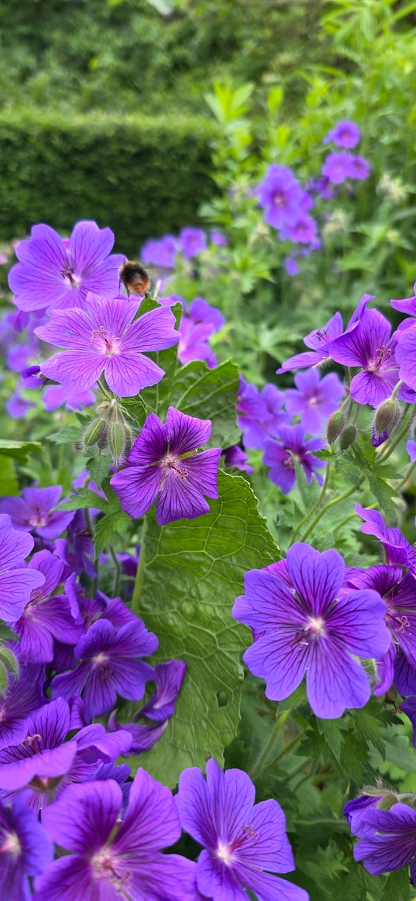 Garden Photography Session Documents Blooming Flowers in Maasbüll, Germany
