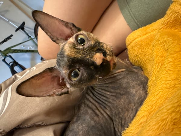 Woman takes morning selfies with hairless pet companion