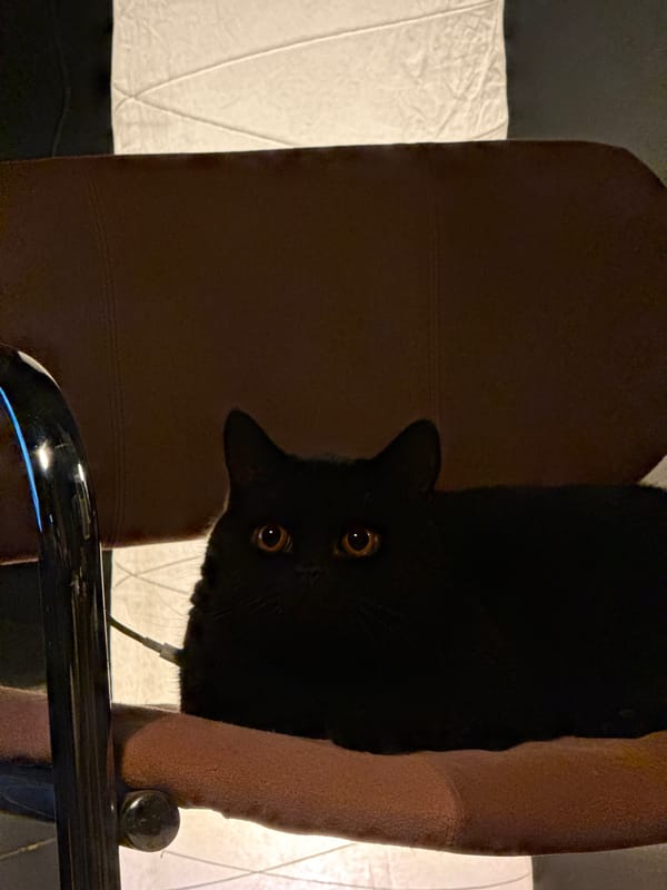 Black cat spotted hanging upside down in London chair
