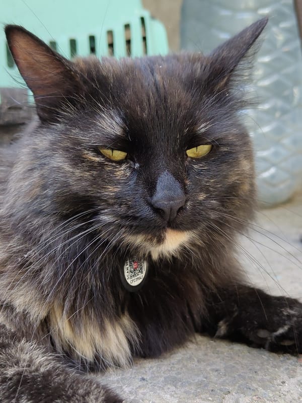 A cat and a black dog hanging out, photographed up close.