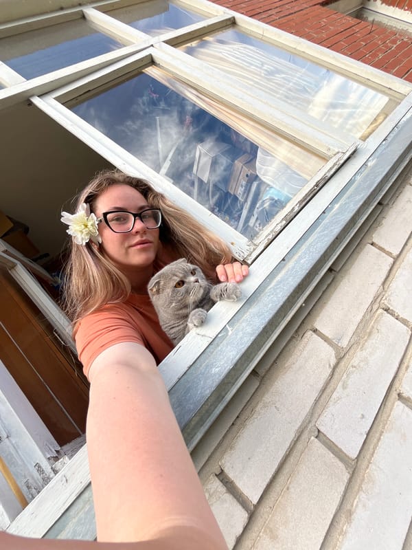 Lazy morning window hang with a Scottish Fold in Chaikovsky