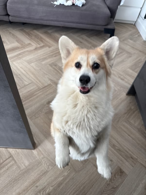 Pet owner documents corgi and collectibles in Krasnoyarsk home