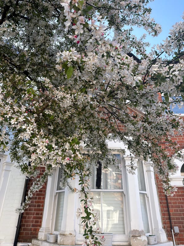 White flowering tree blooms in front of brick building
