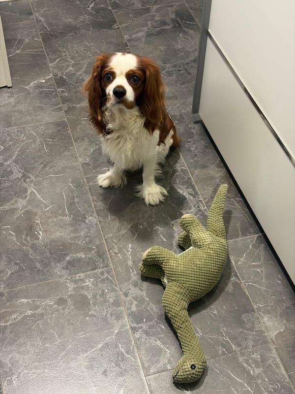 Pet playtime and rest in Dobrich home