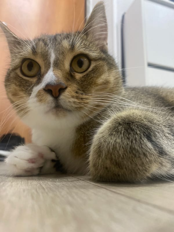 Tabby cat on wooden floor, yellow-green eyes, low-angle shot