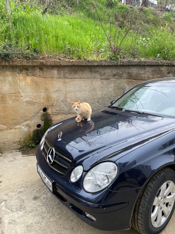 Cats spotted on car hood in Zlatograd, Bulgaria