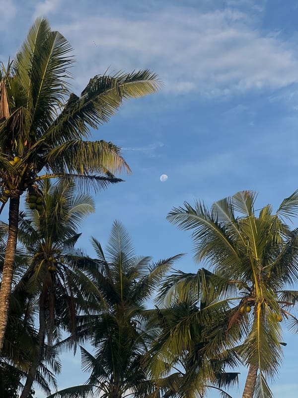 Clear blue skies observed through coconut palms in Selemadeg