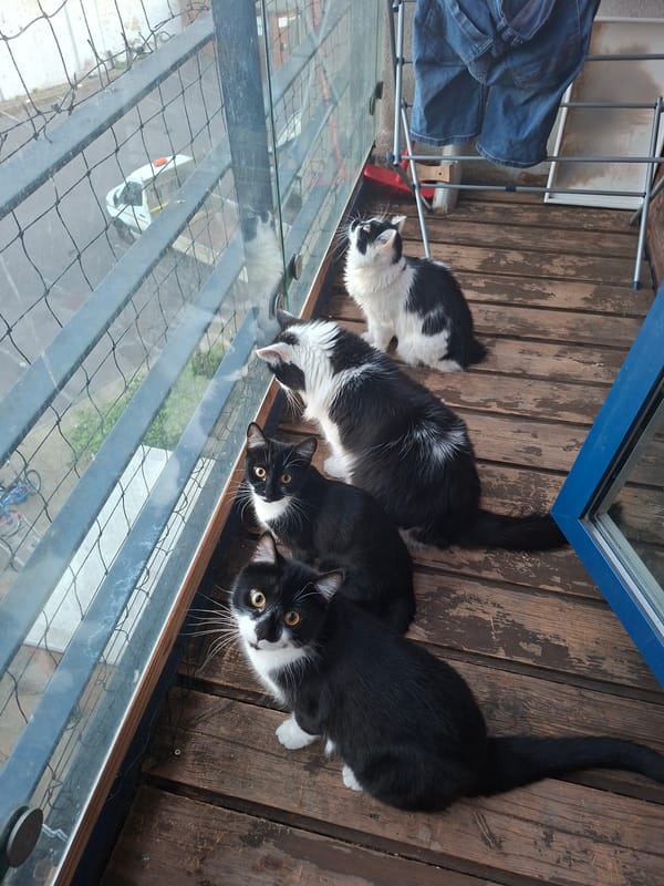 Four cats survey the view from a London balcony