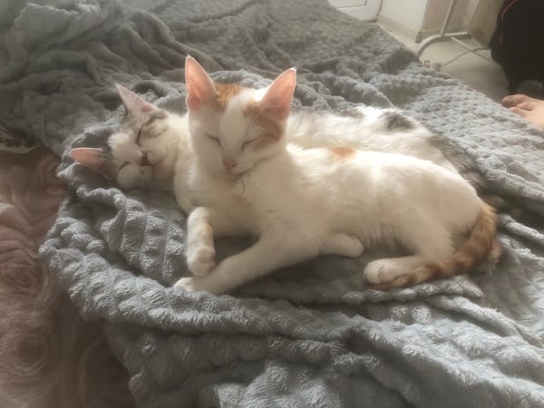 Cats rest peacefully on blankets in Nyagan homes