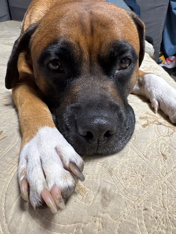 Woman plays painted guitar with boxer dog on couch