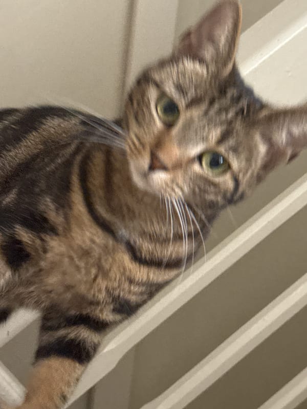 Tabby cat captured in domestic moments across Desborough home