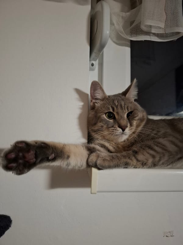 Playful tabby cat hangs upside down on windowsill