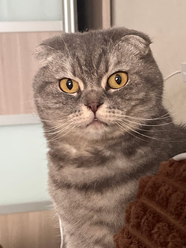 Domestic cats observed in routine household activities across Votkinsk