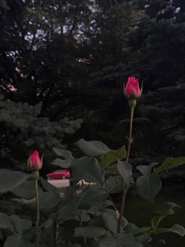 Golden hour park stroll in Sofia with roses and sunlight