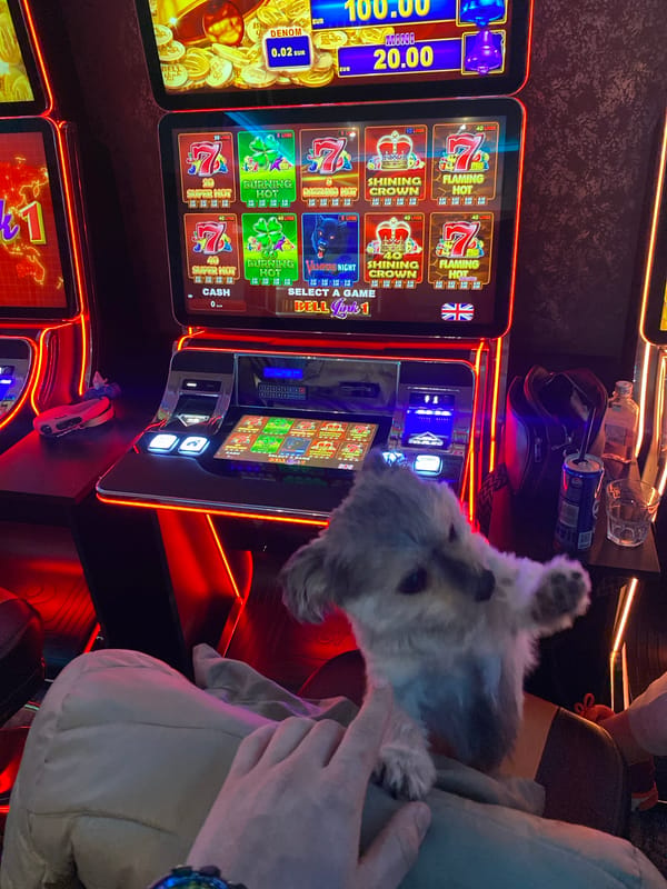 Dog spotted relaxing in Bulgarian casino near slot machines