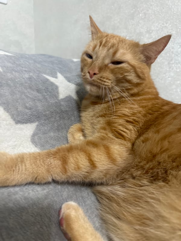 Orange tabby cat's lazy afternoon indoors